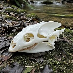 Reptile Skull Decor - White